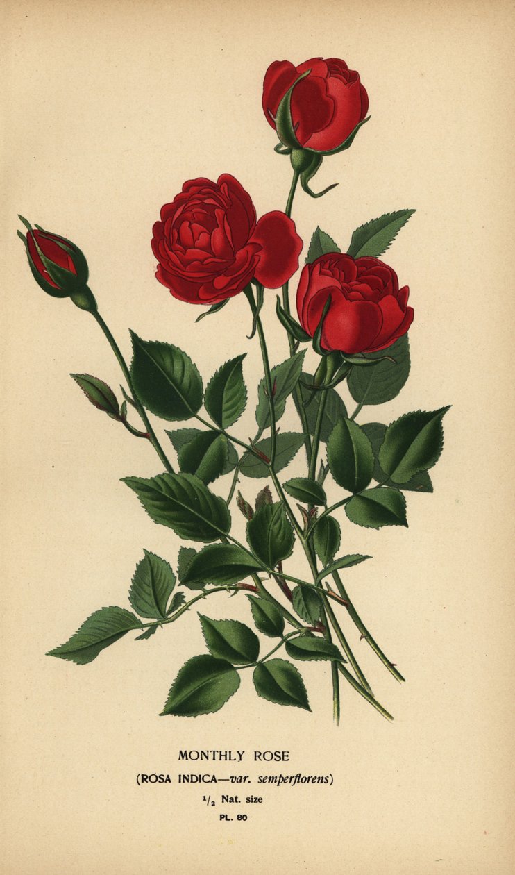 Aylık gül, Rosa chinensis var. semperflorens. by Désiré Georges Jean Marie Bois