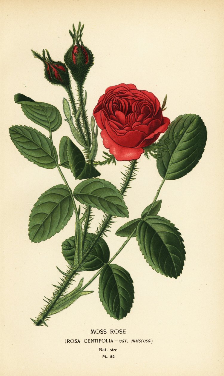 Yosun gülü, Rosa centifolia var. yosunlu. by Désiré Georges Jean Marie Bois