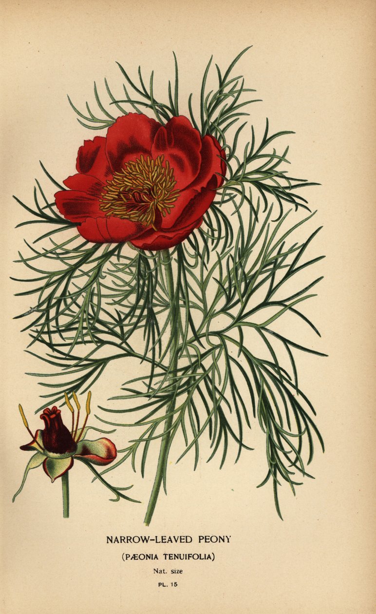 Dar yapraklı şakayık, Paeonia tenuifolia, by Désiré Georges Jean Marie Bois