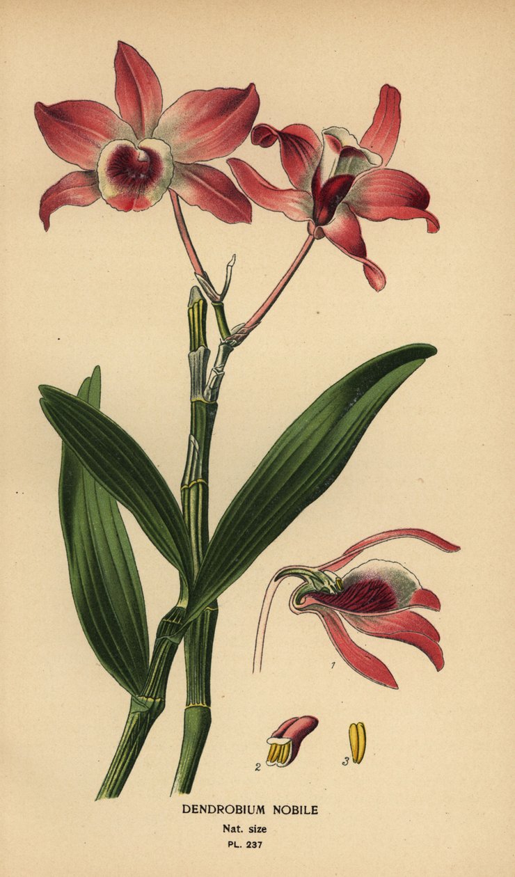 Asil dendrobium orkide, Dendrobium nobile. Edward Step