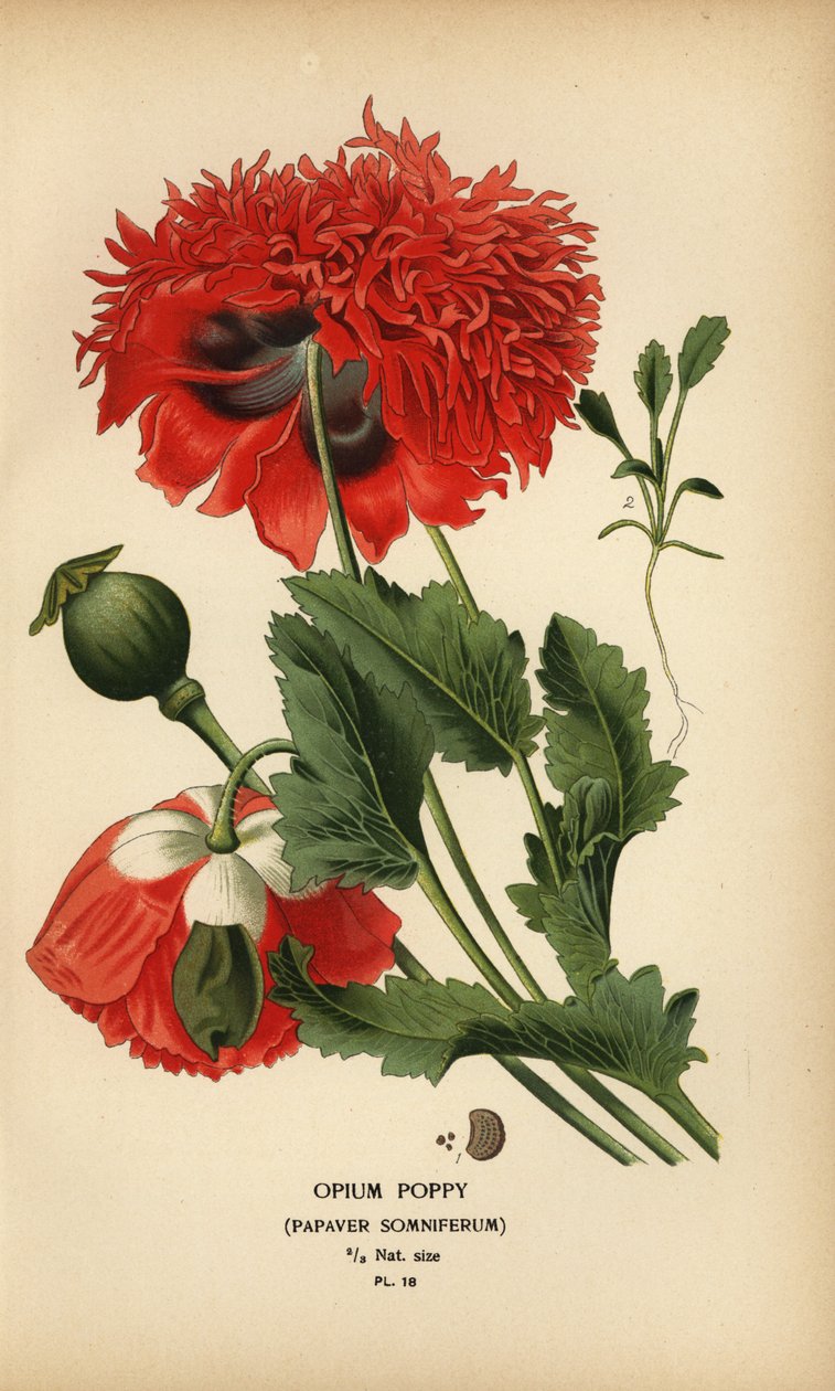 Haşhaş, haşhaş somniferum. by Désiré Georges Jean Marie Bois