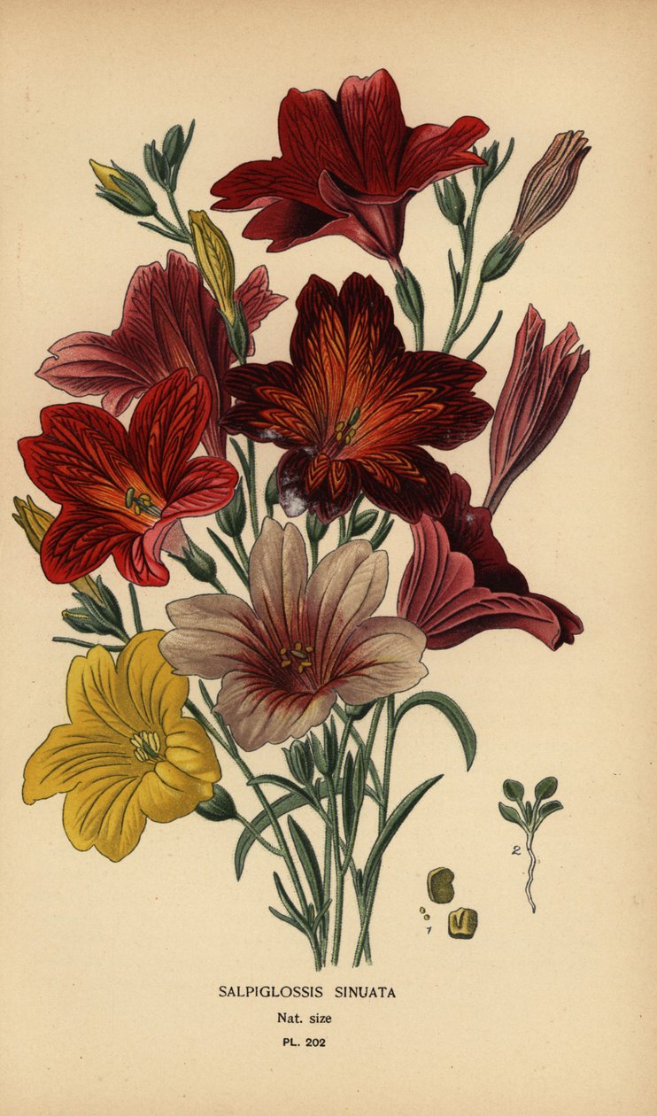 Boyalı dil veya kadife trompet çiçeği, Salpiglossis sinuata. by Désiré Georges Jean Marie Bois