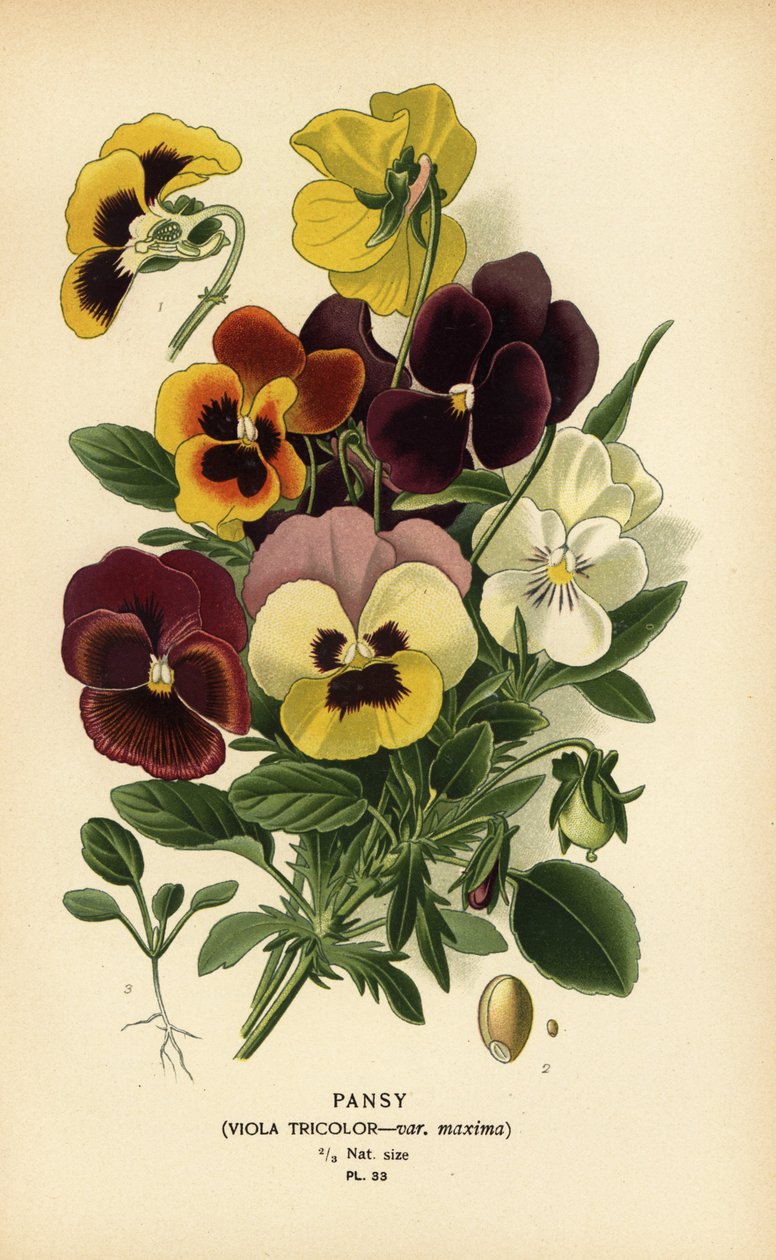 Pansy, Viola üç renkli. by Désiré Georges Jean Marie Bois