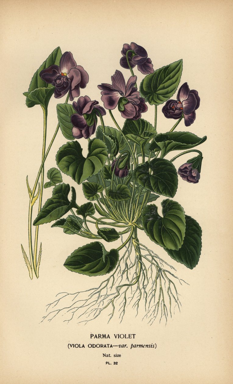 Parma menekşe, menekşe kokulu. by Désiré Georges Jean Marie Bois