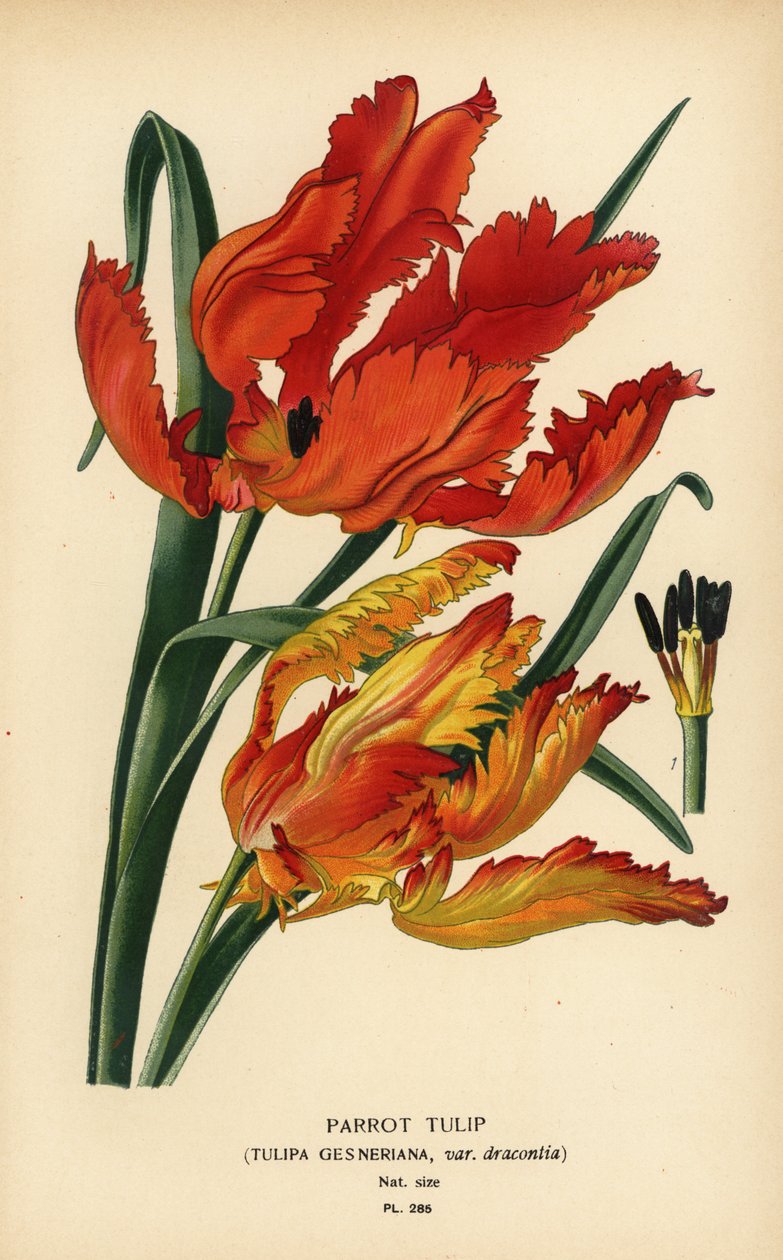 Papağan lale, Tulipa gesneriana var. dracontia. Edward Step