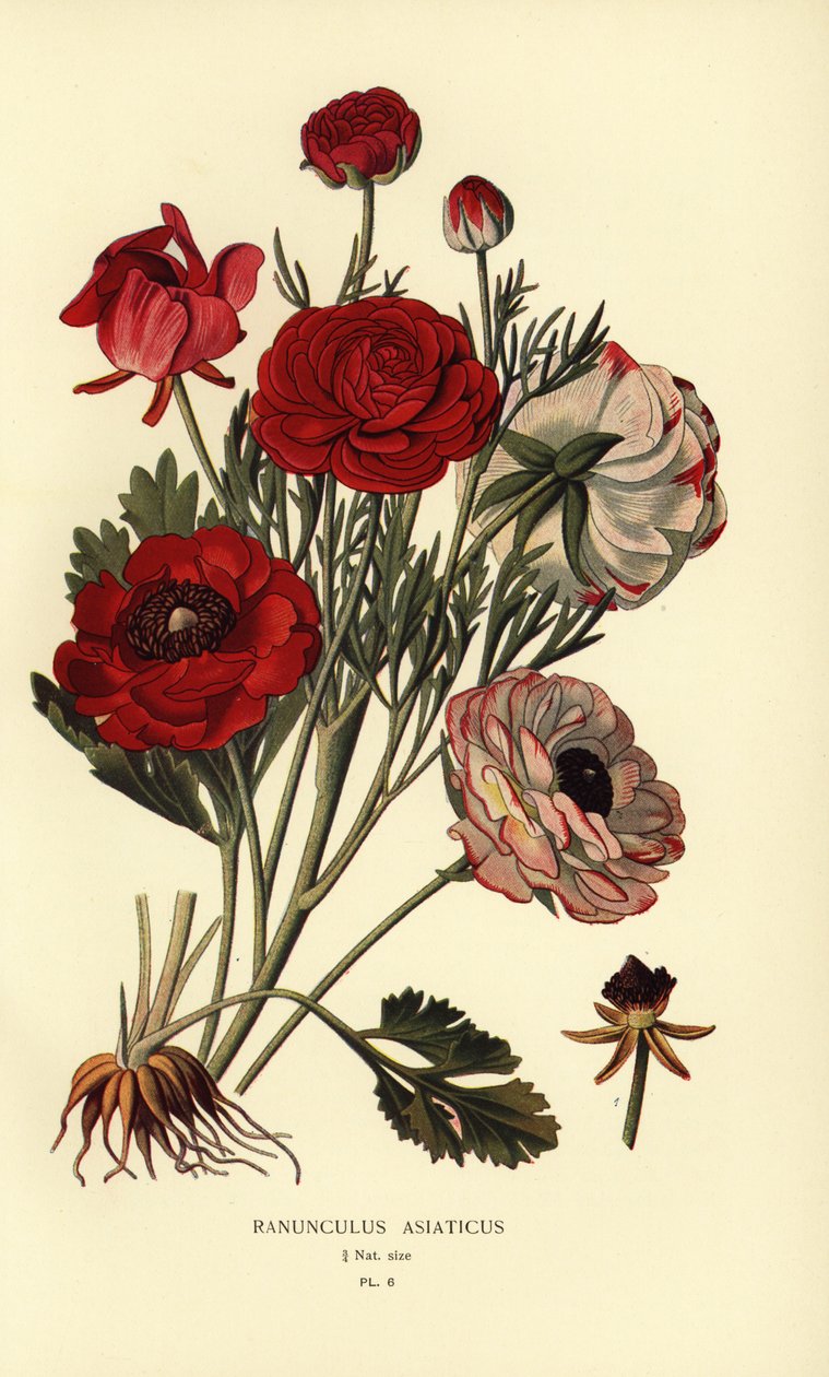 İran düğünçiçekleri, Ranunculus asiaticus. by Désiré Georges Jean Marie Bois