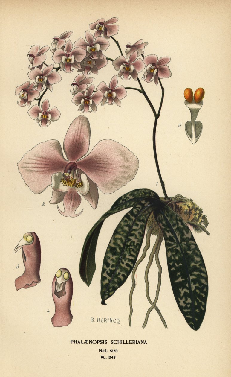 Phalaenopsis schilleriana orkide. Edward Step