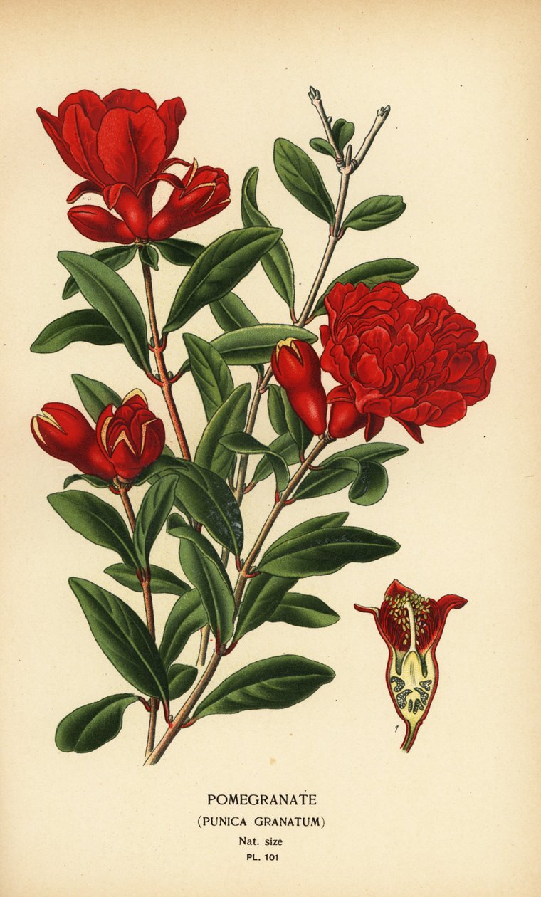 Nar, Punica granatum. by Désiré Georges Jean Marie Bois