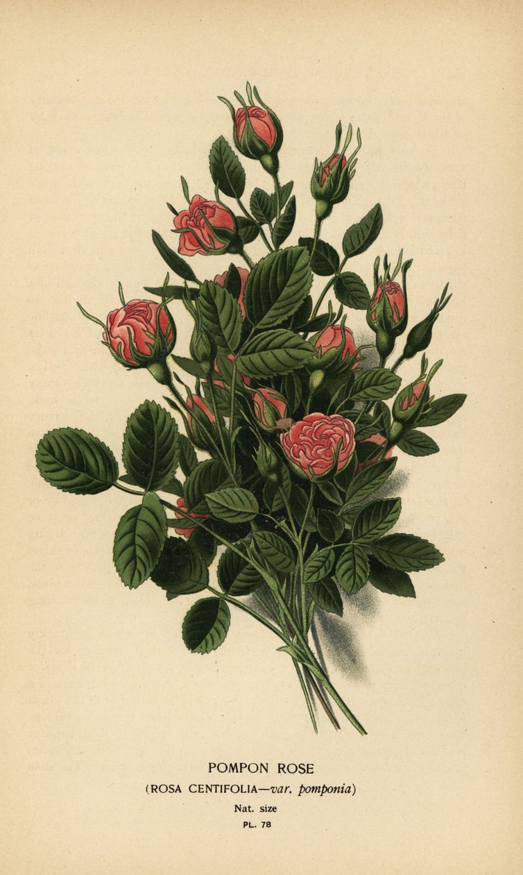 Ponpon gülü, Rosa centifolia var. ponpon. by Désiré Georges Jean Marie Bois