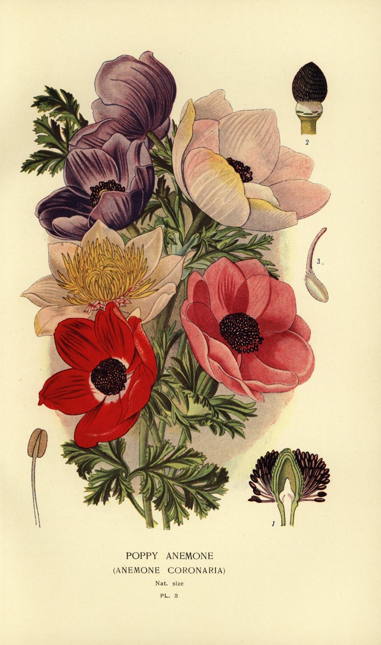Haşhaş anemonları, Anemon coronaria. by Désiré Georges Jean Marie Bois