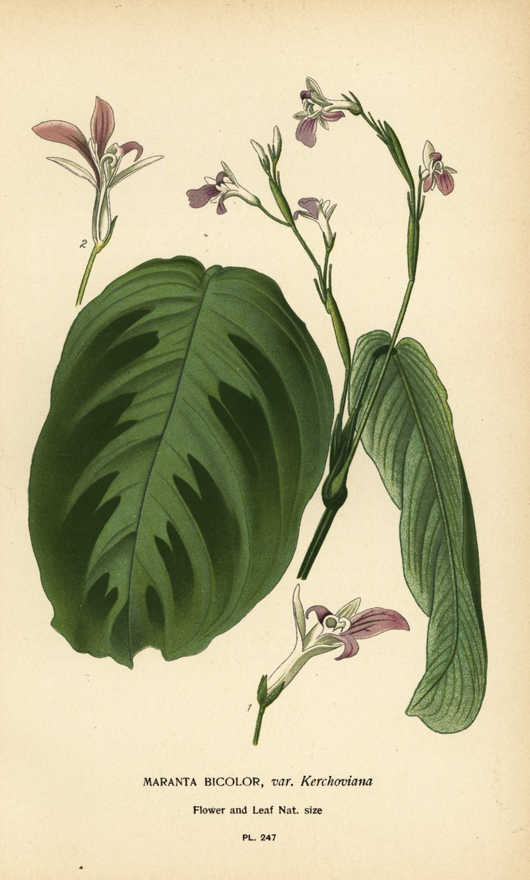 Dua bitkisi, Maranta leuconeura (Maranta bicolor var. Kerchoviana). Edward Step