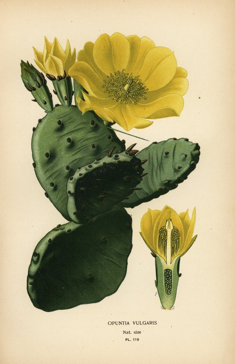 Dikenli armut veya Hint incir opuntia, Opuntia ficus-indica by Désiré Georges Jean Marie Bois