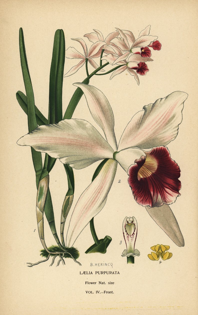Mor lekeli laelia orkide, Cattleya purpurata (Laelia purpurata). Edward Step