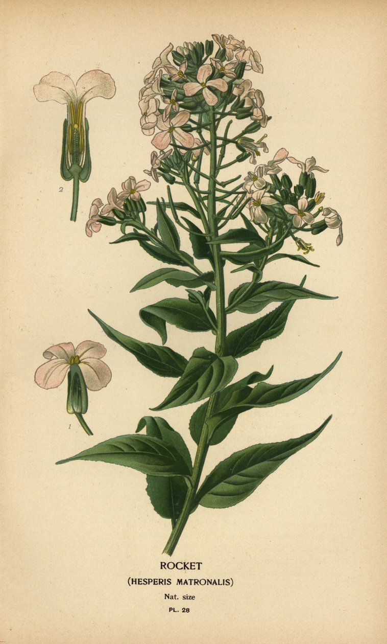 Roket, Hesper