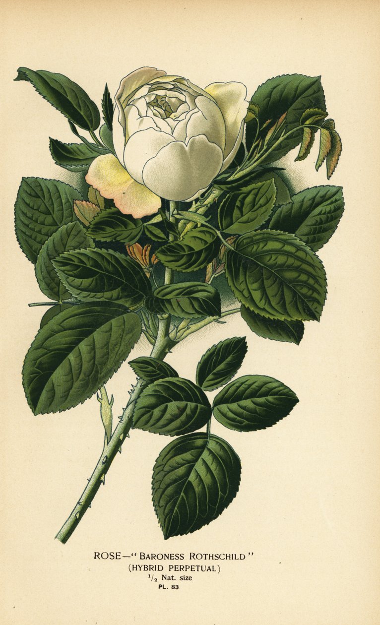 Rose Barones Rothschild, melez kalıcı. by Désiré Georges Jean Marie Bois