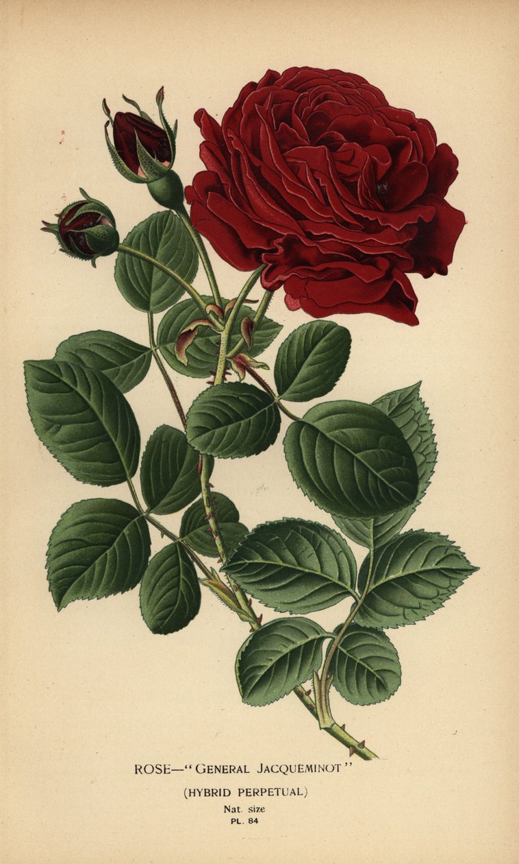 Gül General Jacqueminot, melez kalıcı. by Désiré Georges Jean Marie Bois