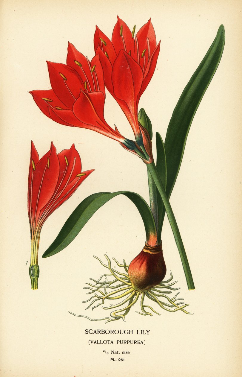 Scarborough zambak, Cyrtanthus elatus (Vallota purpurea). Edward Step