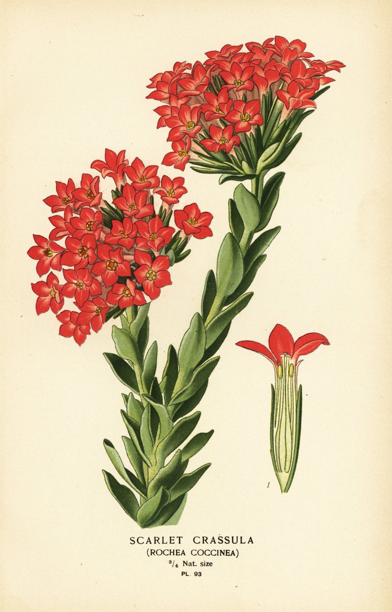 Scarlet carrula, Crassula coccinea. by Désiré Georges Jean Marie Bois