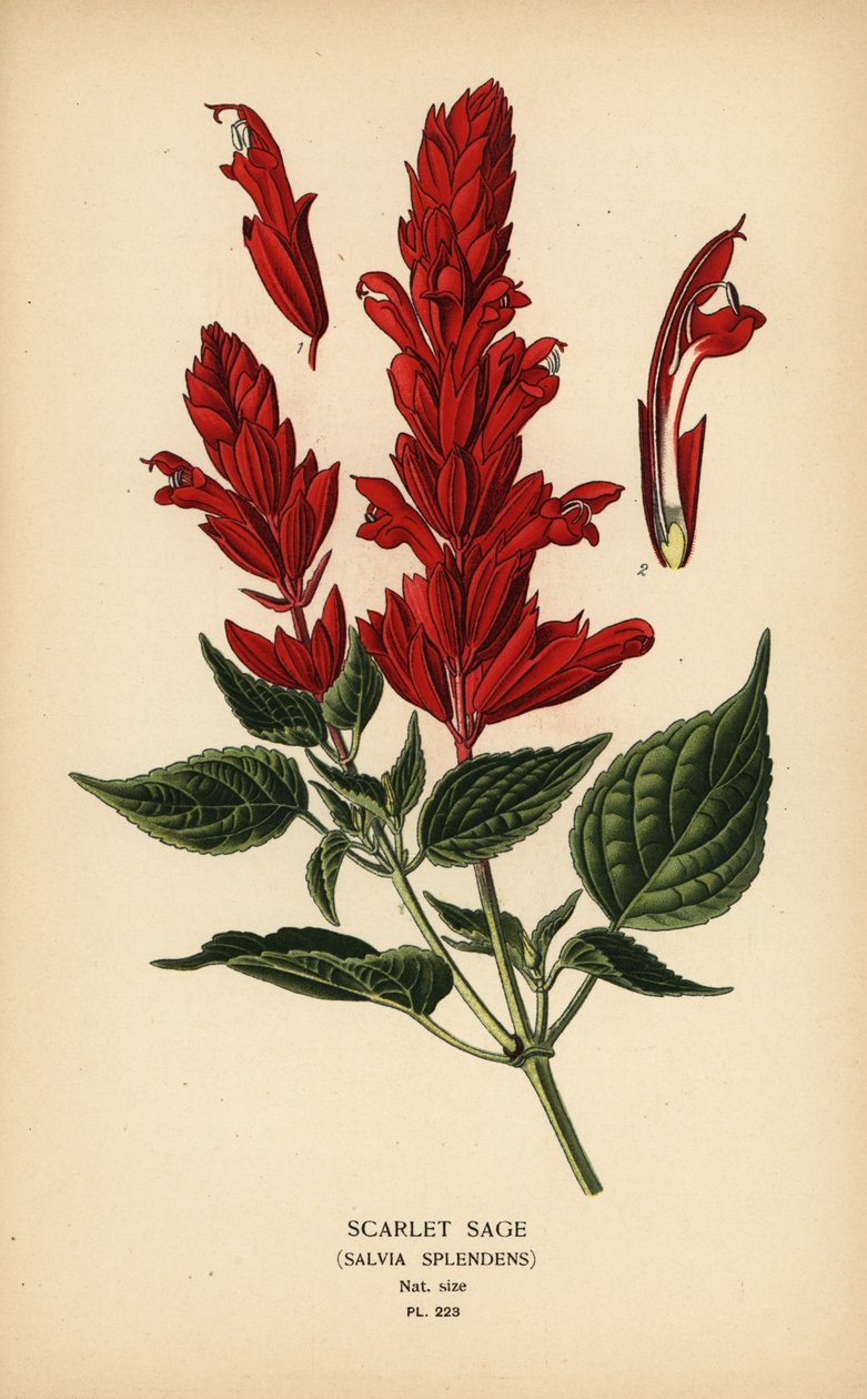Kızıl adaçayı, Salvia splendens. Edward Step