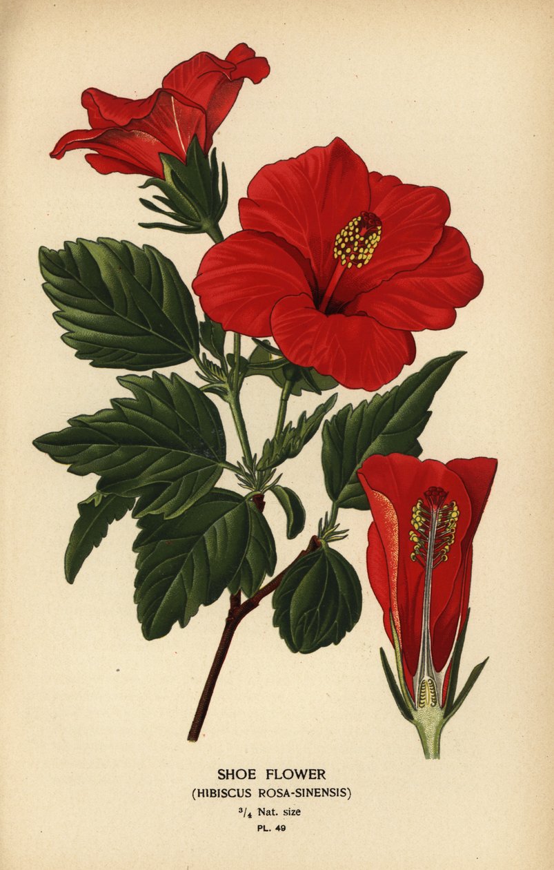 Ayakkabı çiçeği veya Çin gülü, Hibiscus rosa-sinensis. by Désiré Georges Jean Marie Bois