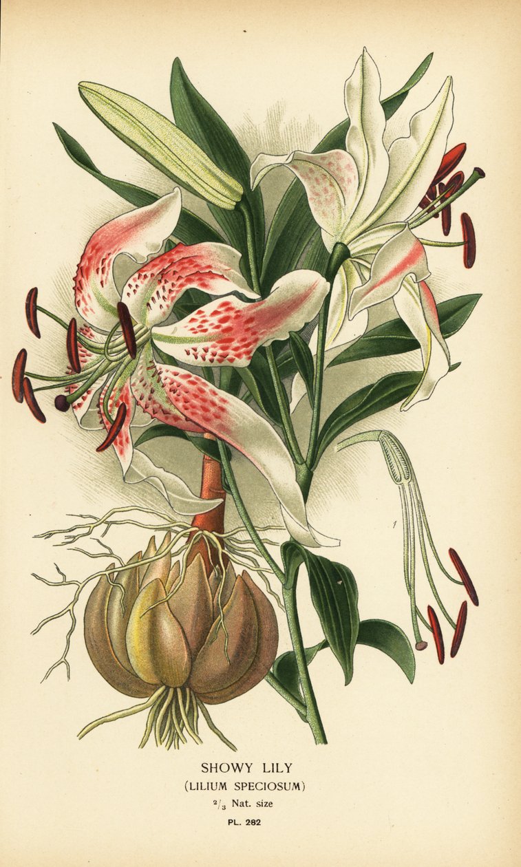 Gösterişli zambak, Lilium speciosum. Edward Step