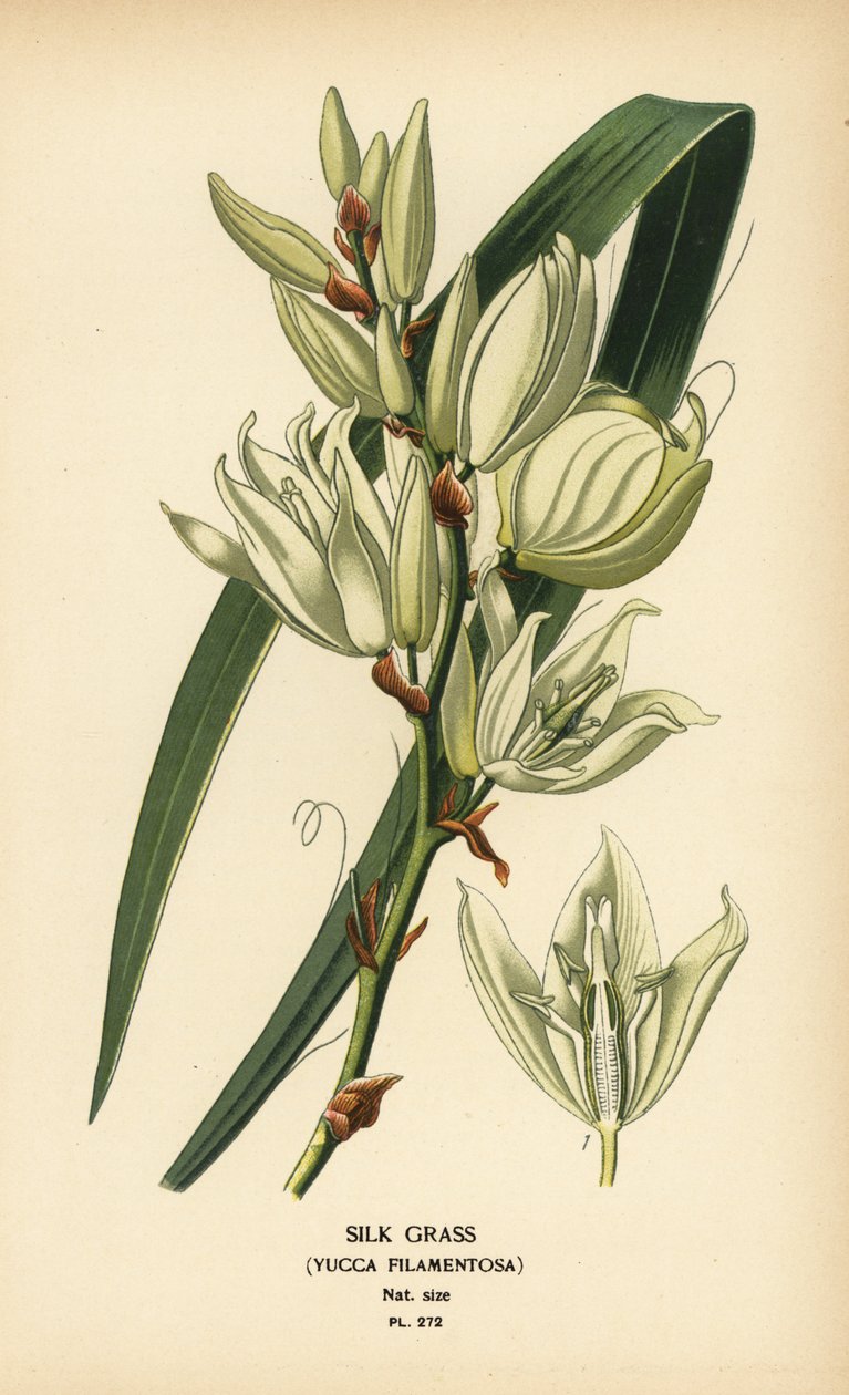 İpek otu, Yucca filamentosa. Edward Step