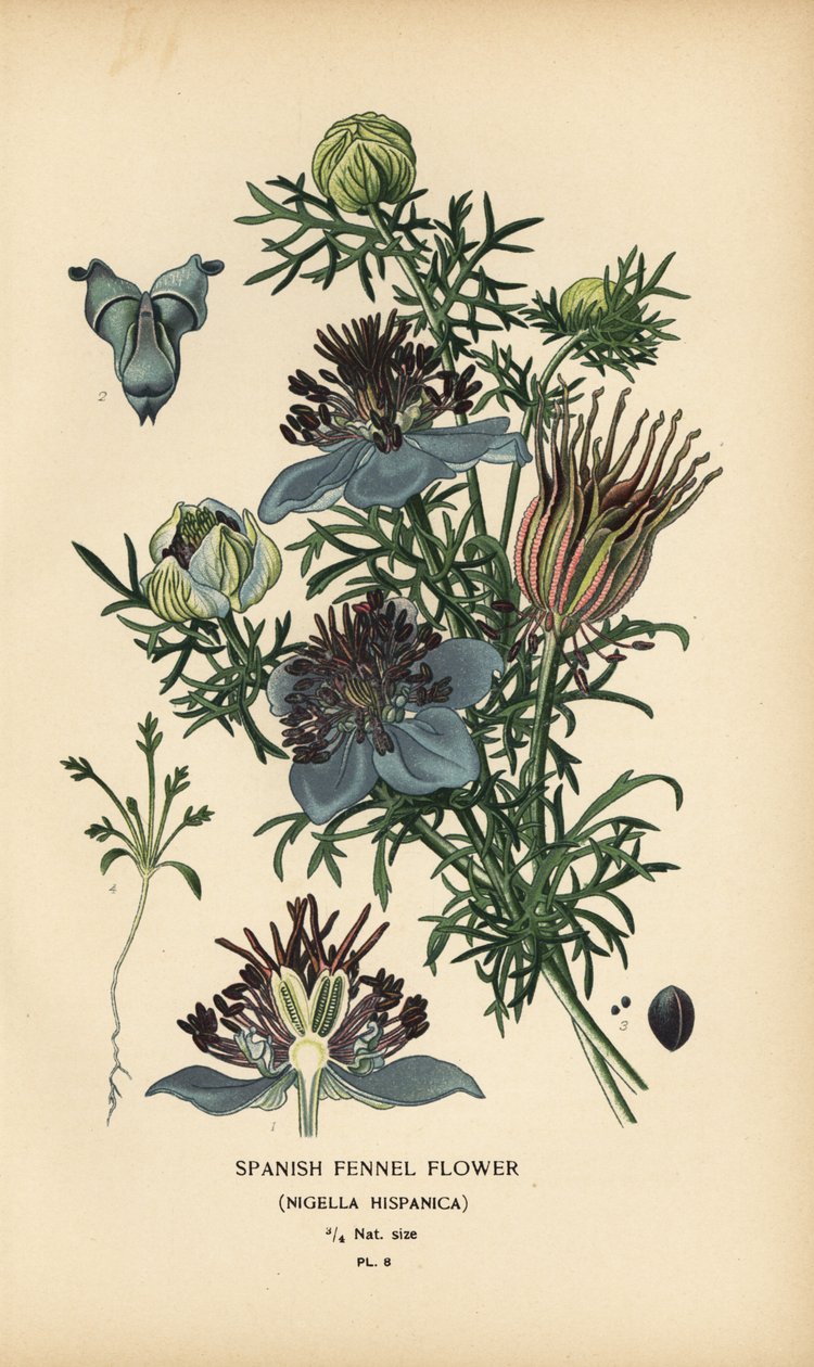 İspanyol rezene, Nigella hispanica. by Désiré Georges Jean Marie Bois