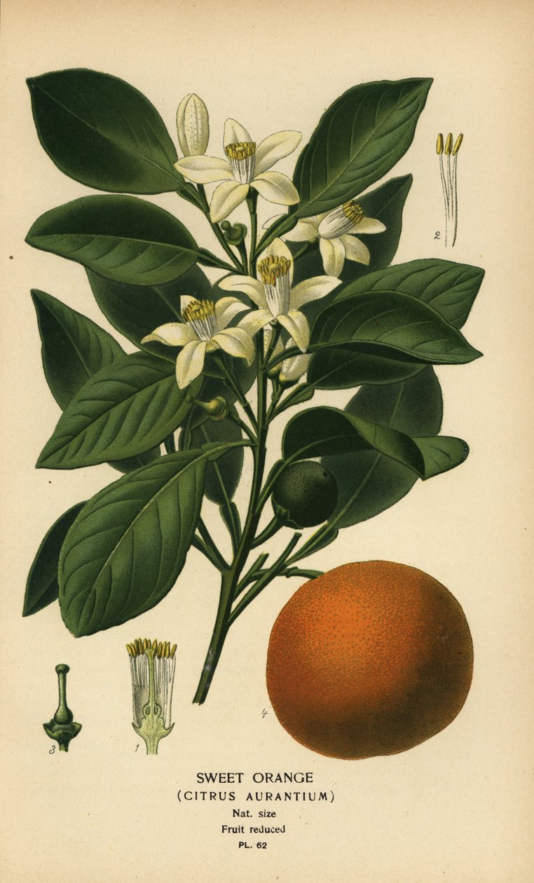 Tatlı portakal, Citrus x aurantium. by Désiré Georges Jean Marie Bois