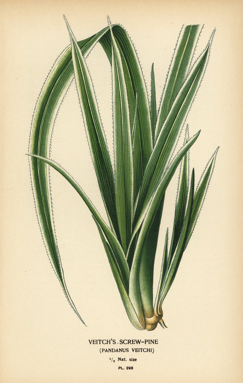 Tahiti vidalı çamı, Pandanus tectorius (Veitch vidalı çamı, Pandanus veitchii). Edward Step