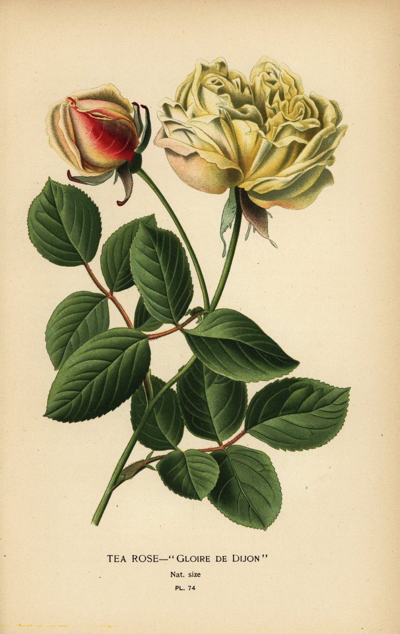 Çay gülü melezi, Gloire de Dijon, Rosa × odorata. by Désiré Georges Jean Marie Bois