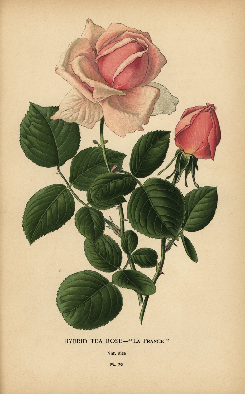 Çay gülü melezi, La France, Rosa × odorata. by Désiré Georges Jean Marie Bois