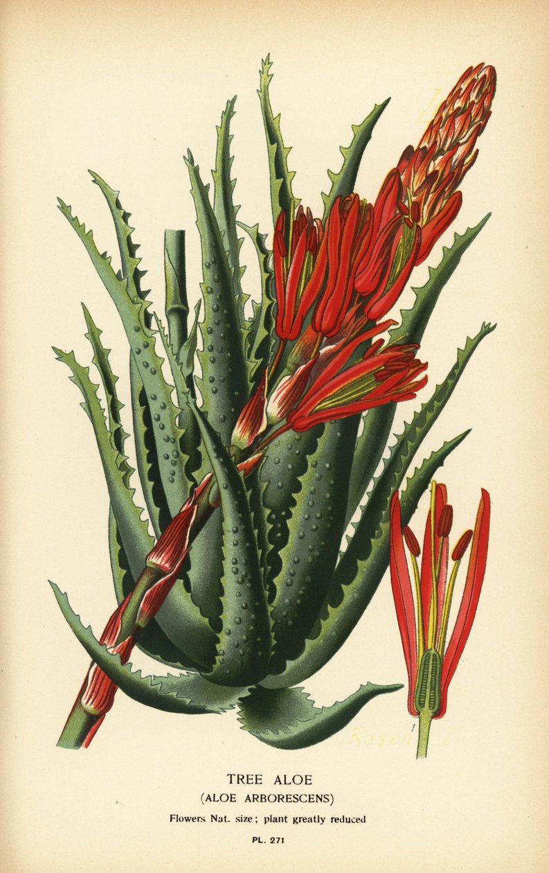 Ağaç aloe, Aloe arborescens. Edward Step