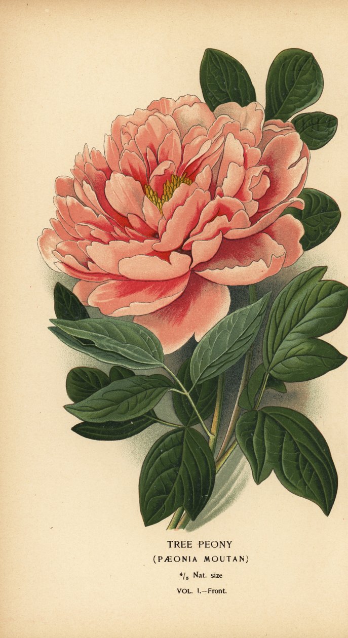 Ağaç şakayık, Paeonia moutan. by Désiré Georges Jean Marie Bois
