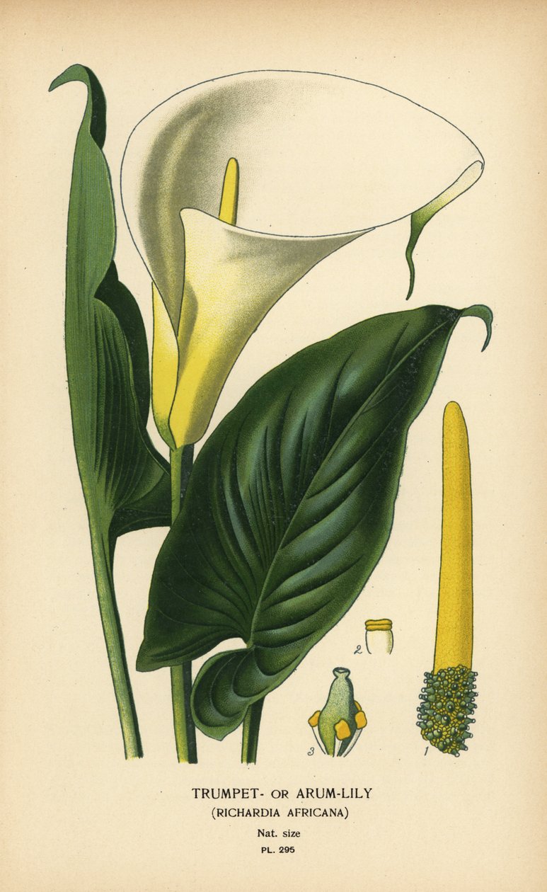 Trompet zambağı, arum zambağı veya Calla zambağı, Zantedeschia aethiopica (Richardia africana). Edward Step