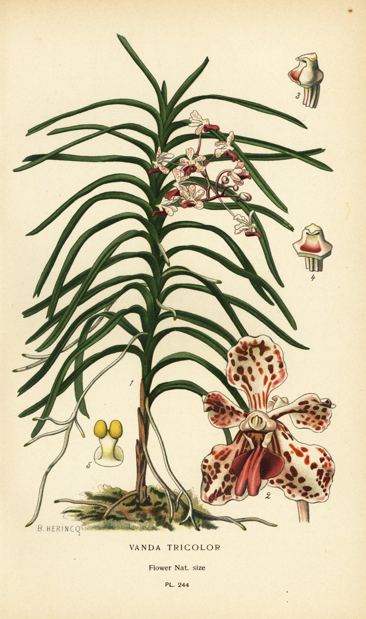 Vanda üç renkli orkide. Edward Step