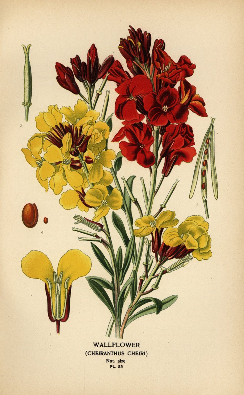 Duvar çiçekleri, Erysimum × cheiri. by Désiré Georges Jean Marie Bois