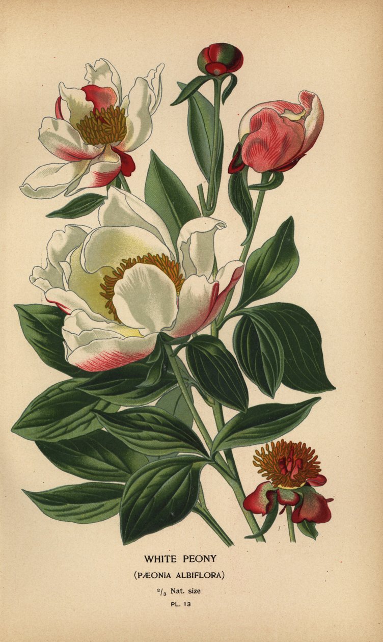 Beyaz şakayık, Paeonia lactiflora. by Désiré Georges Jean Marie Bois