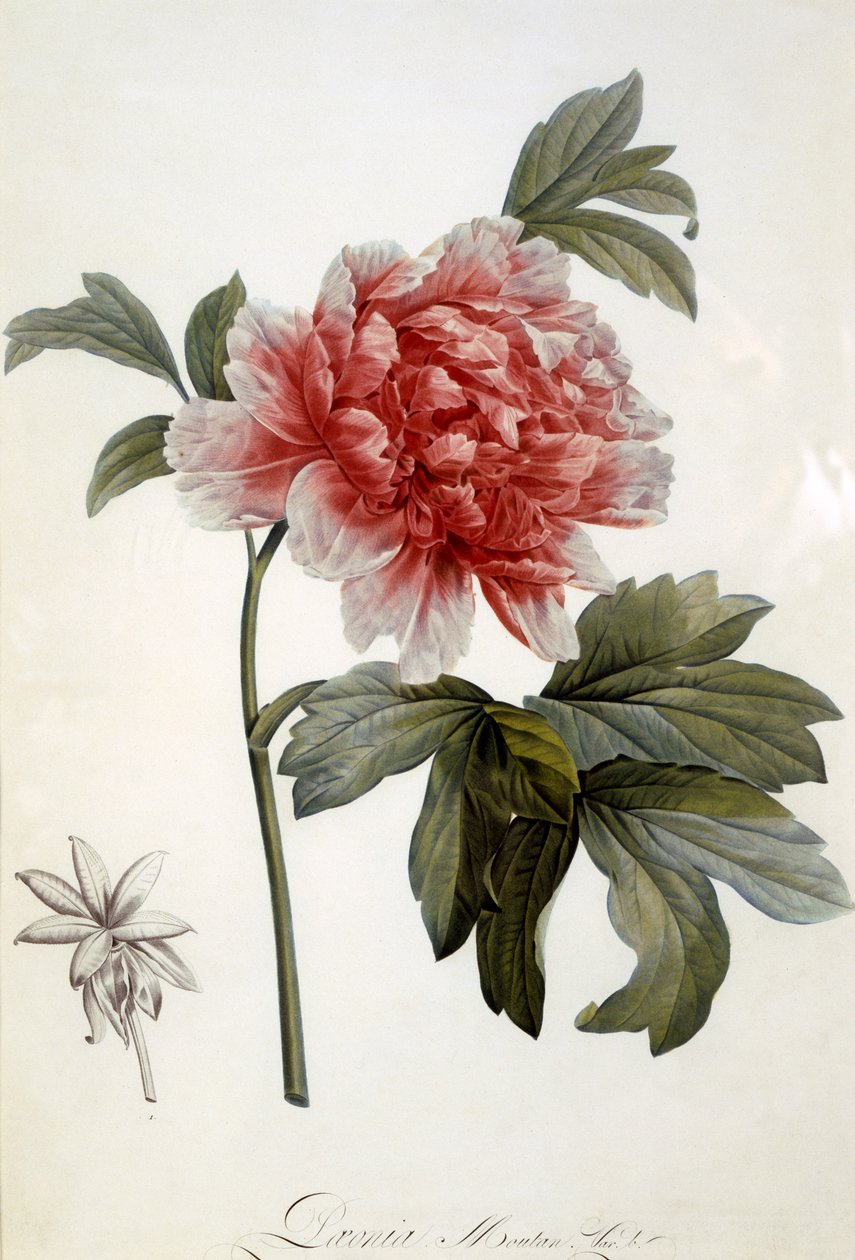 Paeonia Moutan, 1799