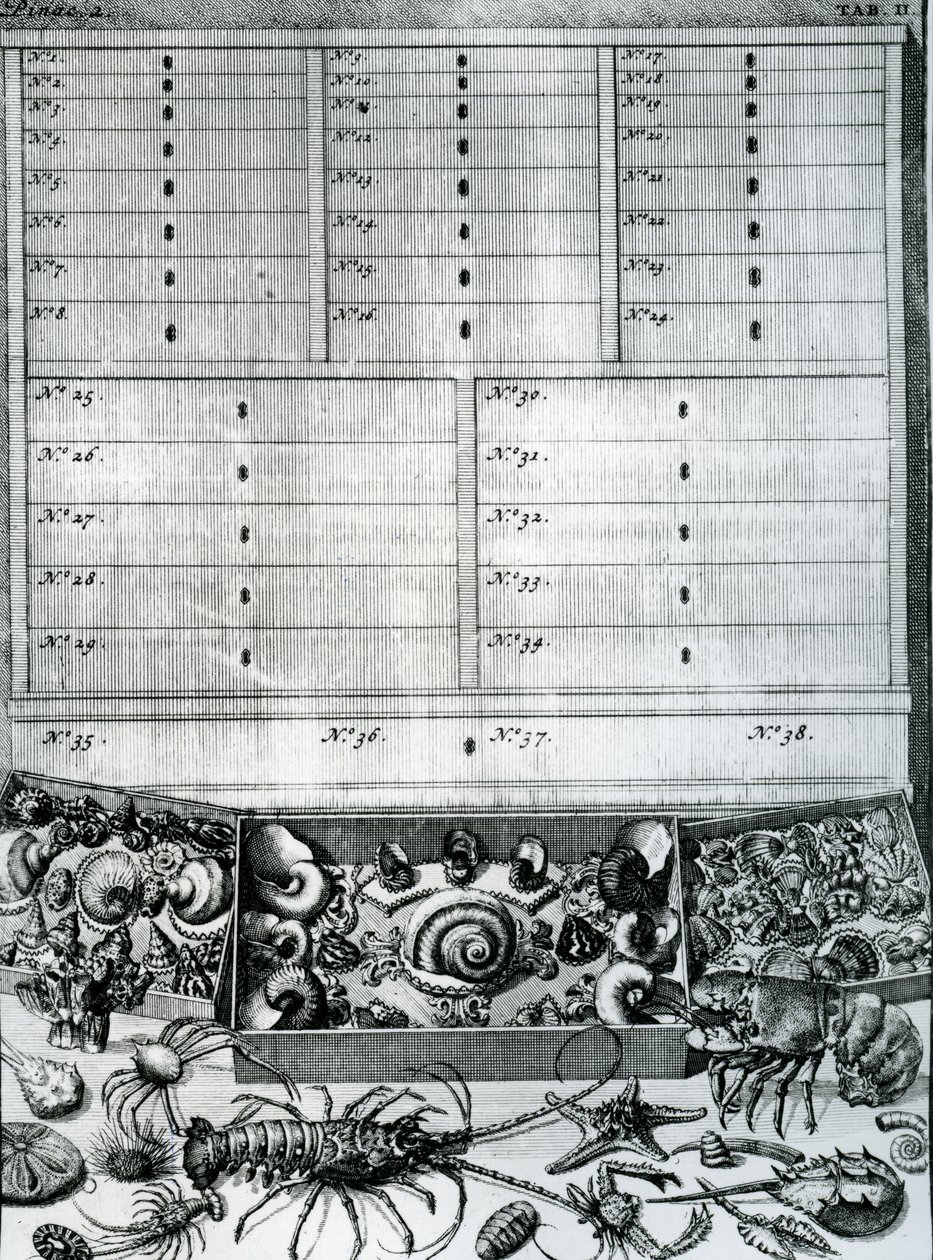 Levinus Vincent tarafından 