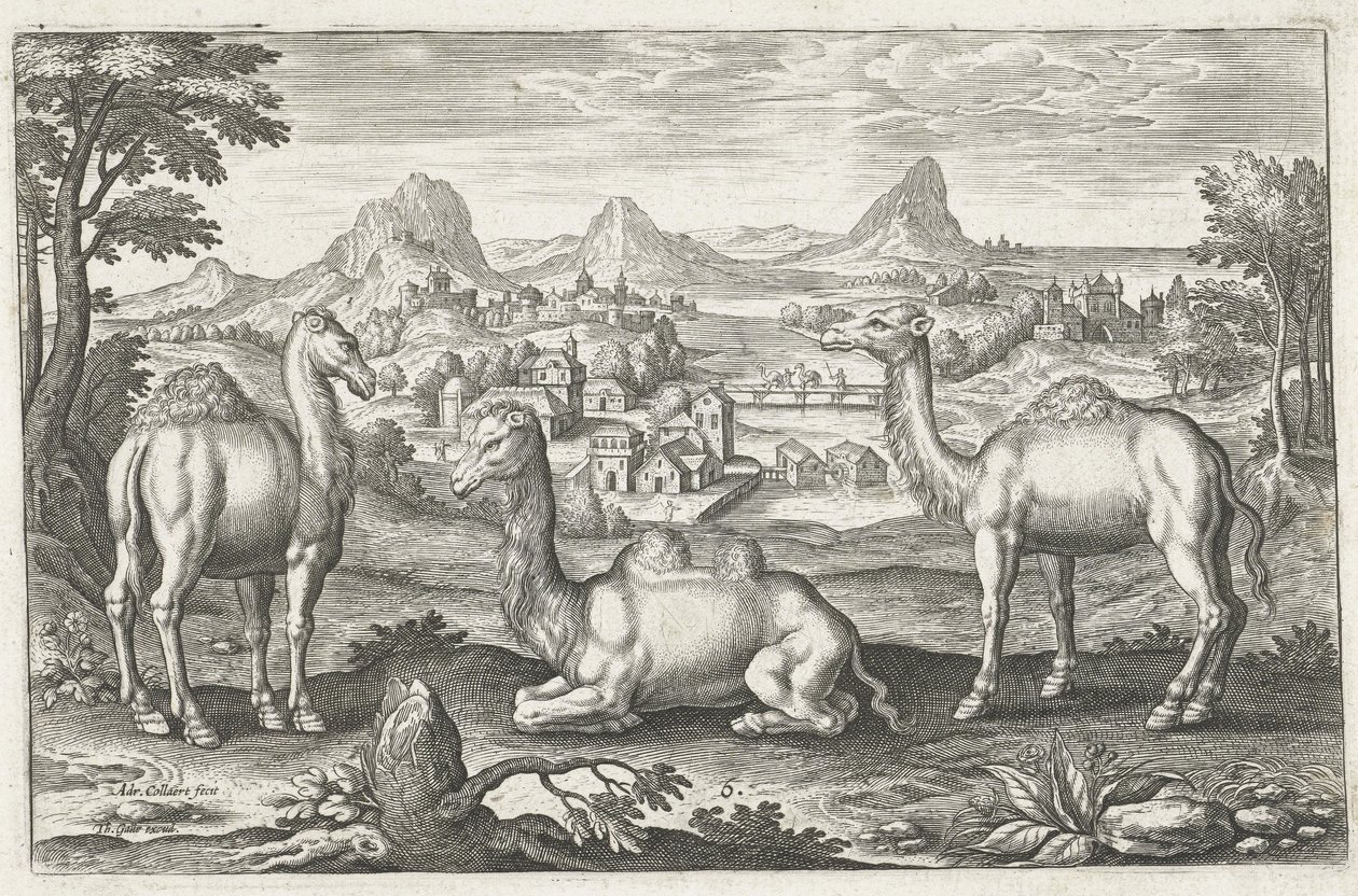 Adriaen Collaert tarafından oyulmuş Üç Deve (c. 1560 ? 1618) by Dutch School
