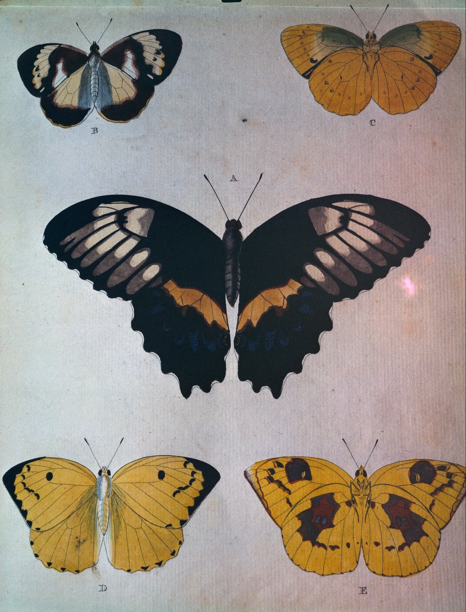 kelebekler by Dutch School