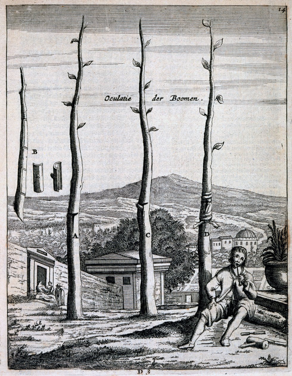 Meyve ağaçları, Jan Commelin tarafından De Nederlandze Hesperides