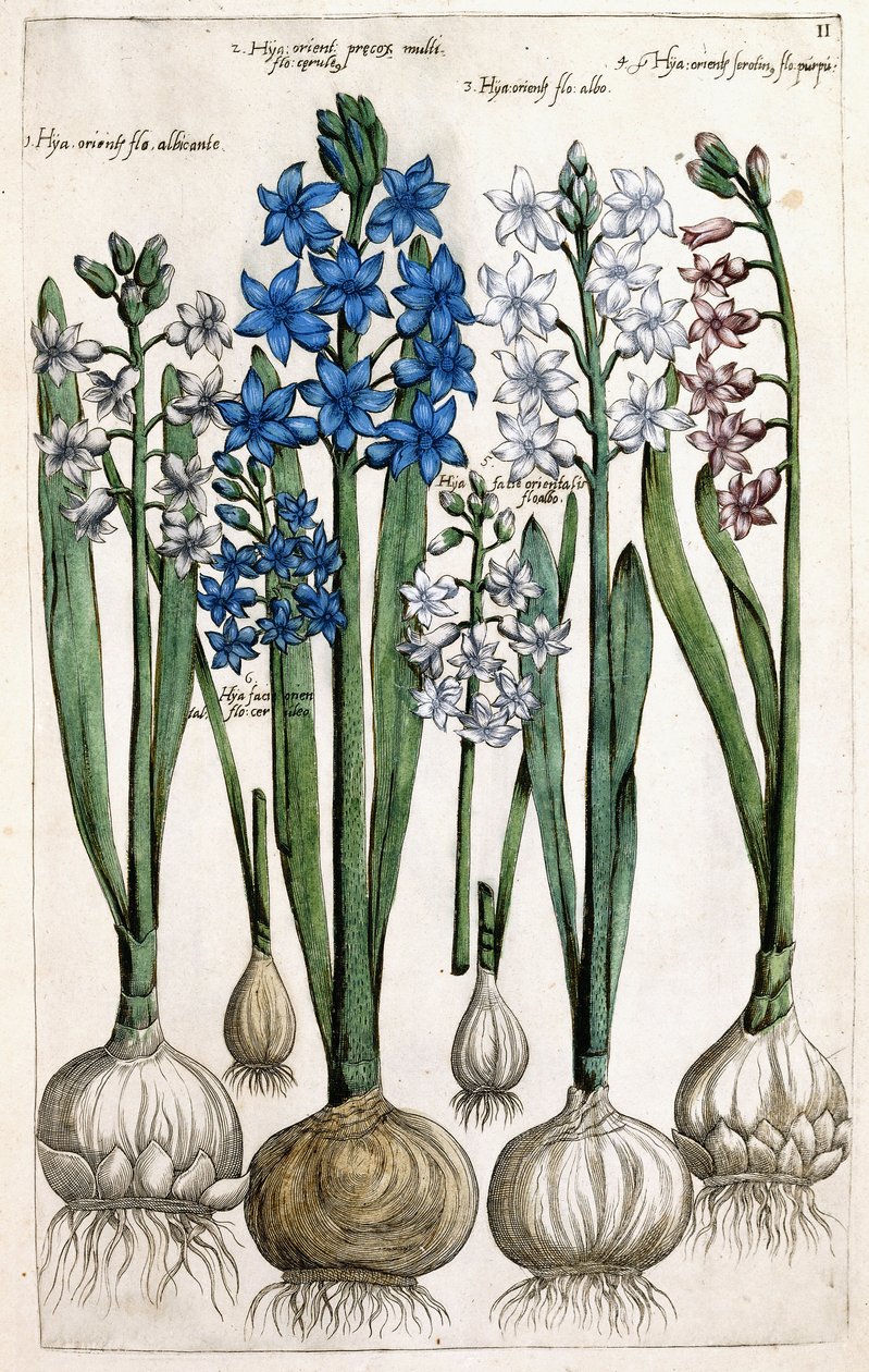 Sümbül, 1631-1647 by Dutch School