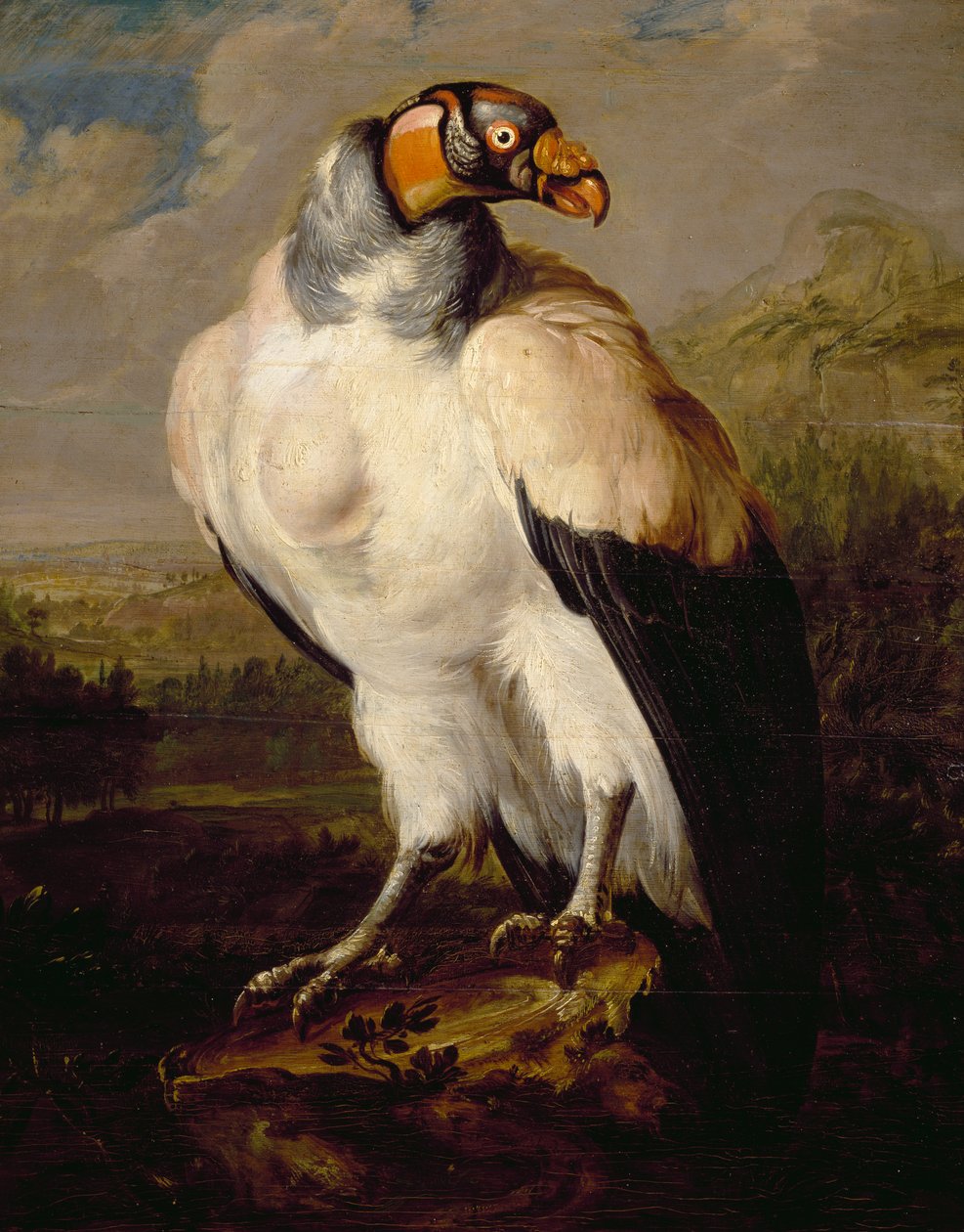 Kral Akbaba, Hollandalı bilinmeyen bir sanatçının tablosu, Hollanda by Dutch School