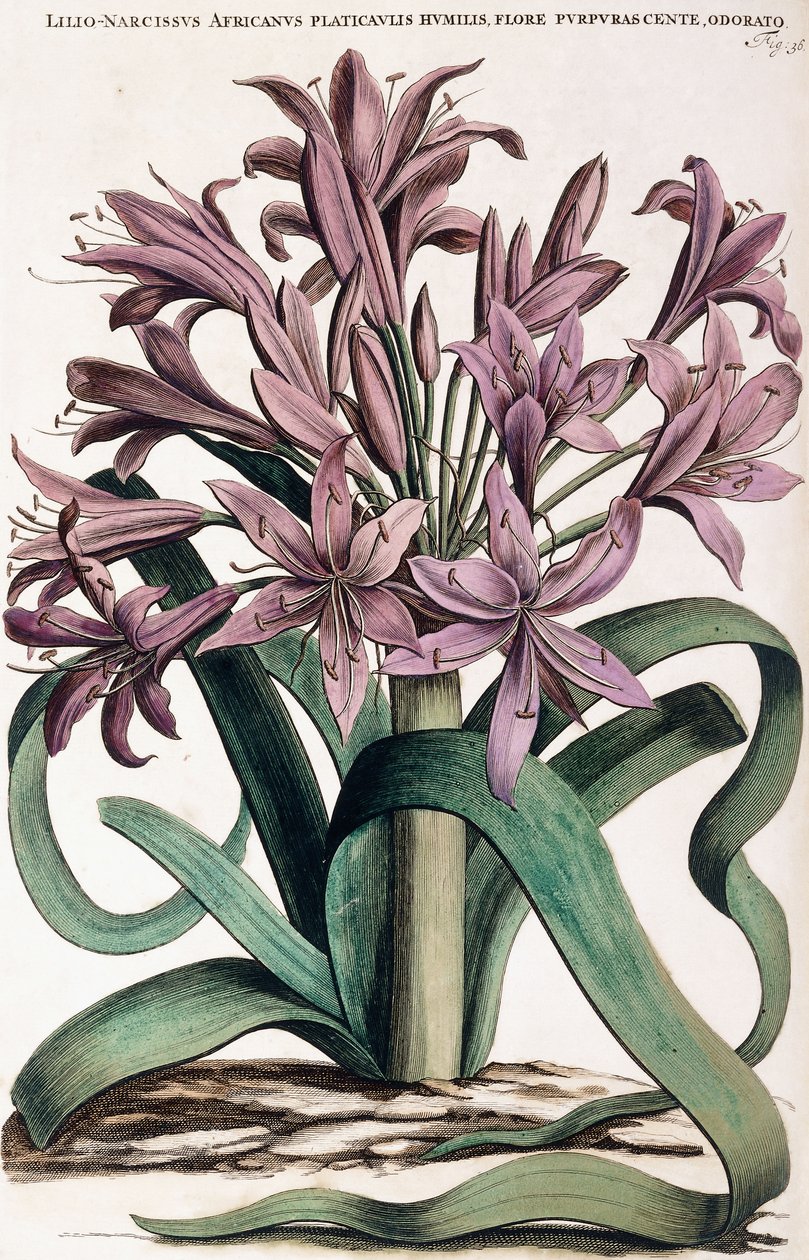 Lillio-Nergis, 1697-1701 by Dutch School