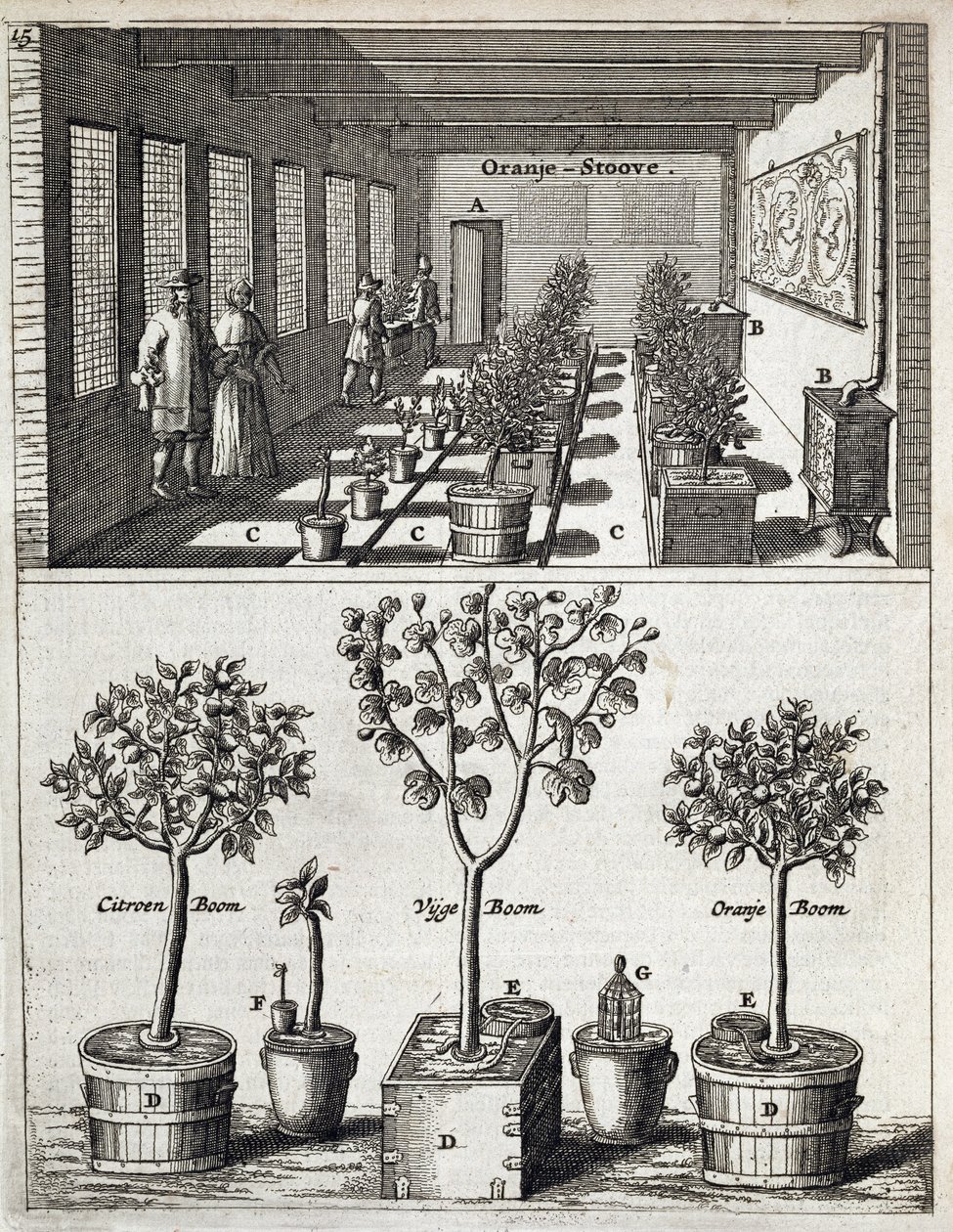 Orangery, Jan Commelin tarafından De Nederlandze Hesperides