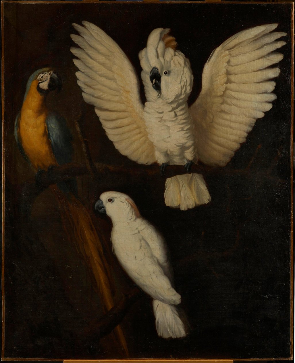 Papağanlar, c.1670 by Dutch School