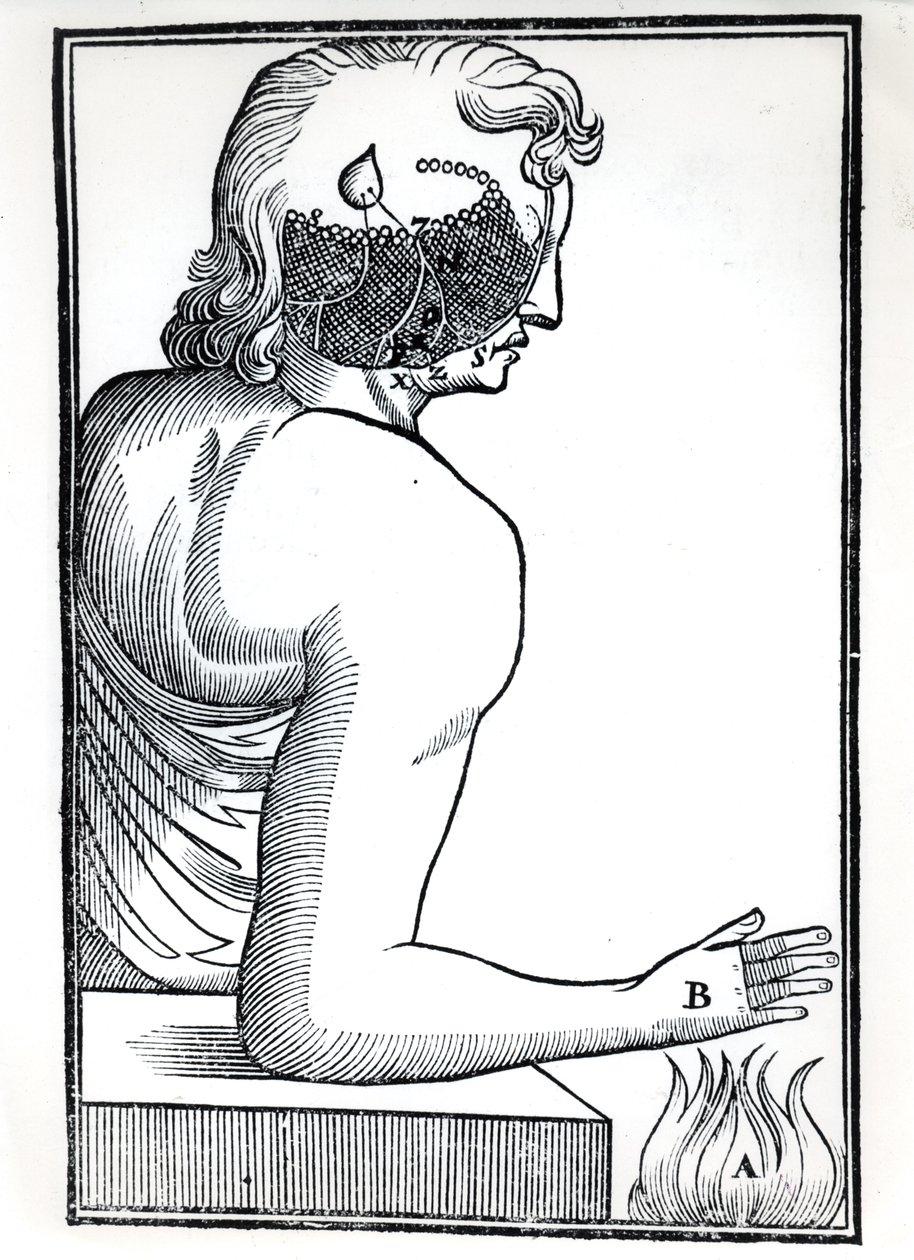 Duyuların Algısı, De Homine Figuris
