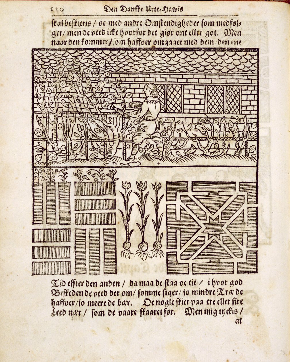 Bahçede Eğitim ve Dikim, Johann van der Groen tarafından Hollandalı Bahçıvandan, 1699