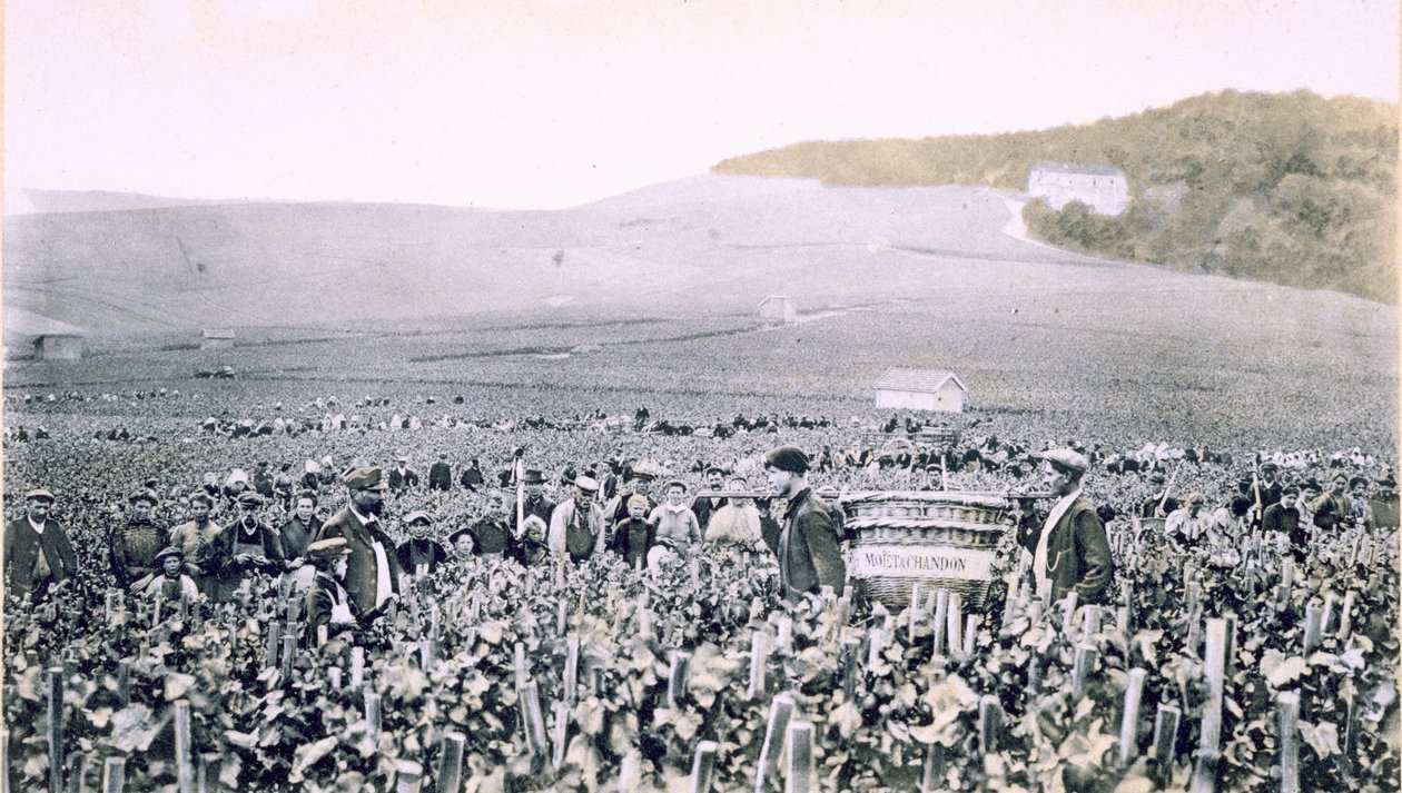 ದ್ರಾಕ್ಷಿಯನ್ನು ಆರಿಸುವುದು, 